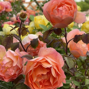 rose lady emma hamilton丨Your roses
