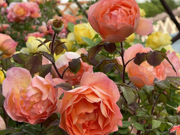 rose lady emma hamilton丨Your roses