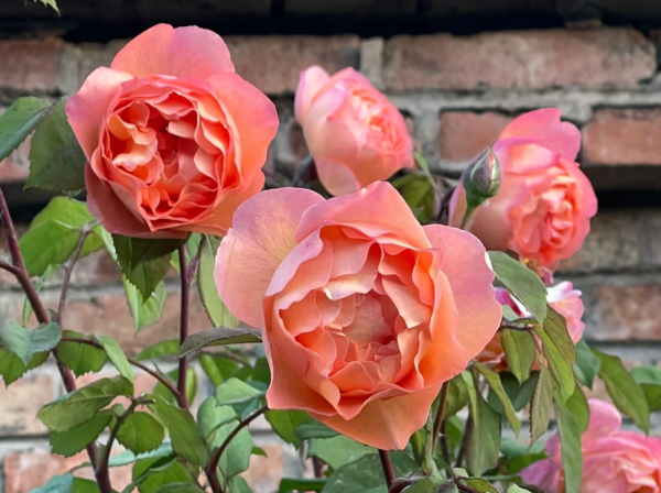 buy lady emma hamilton rose丨Your roses