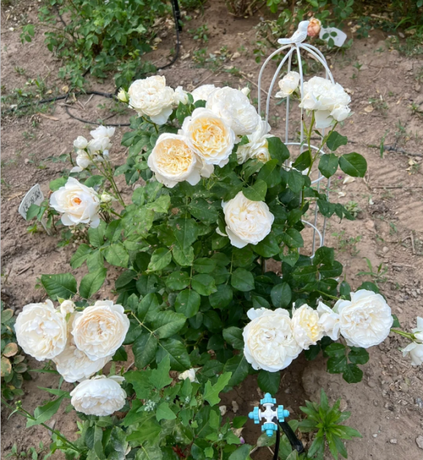 Leonora Rose for sale丨Your roses