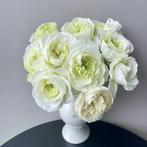 Leonora Rose丨Your roses