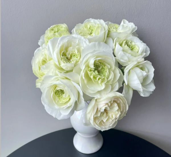 Leonora Rose丨Your roses