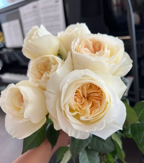 Leonora Rose Plant丨Your roses