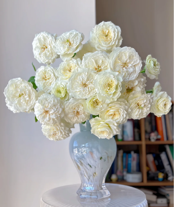 leonora garden rose丨Your roses