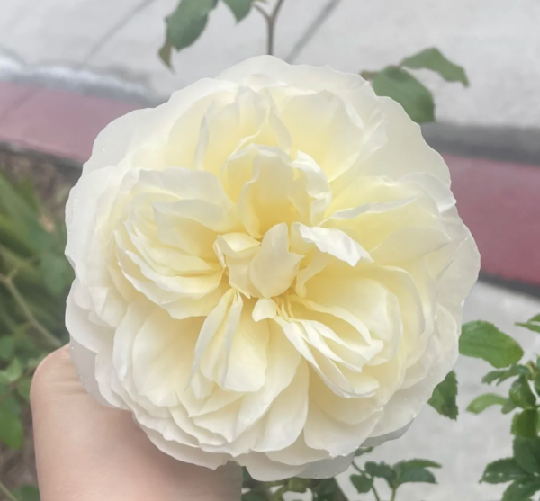 Lichfield Angel Rose Plant丨Your roses