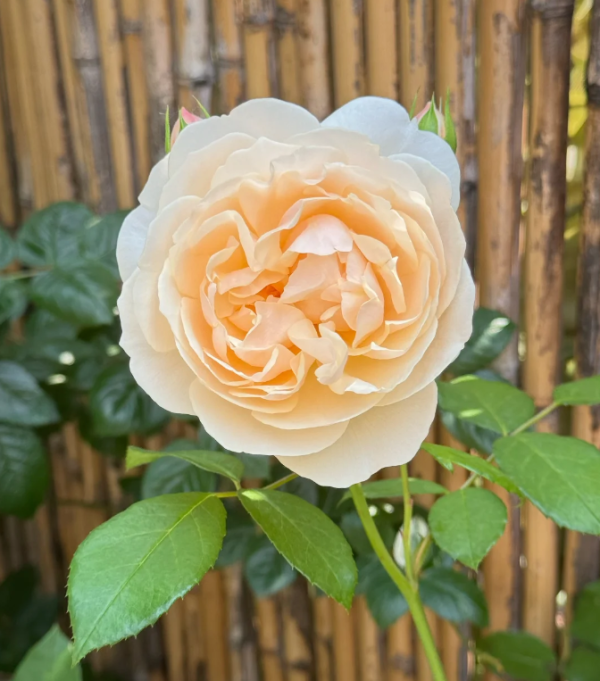 Lichfield Angel Rose for sale丨Your roses