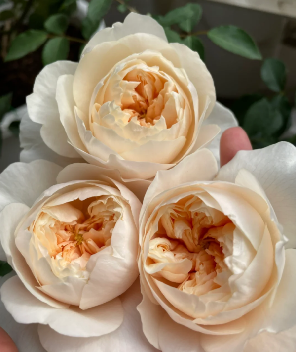 david austin rose lichfield angel丨Your roses