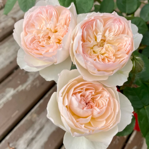 Lichfield Angel Rose丨Your roses