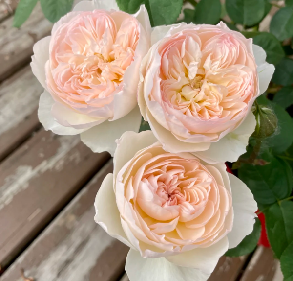 Lichfield Angel Rose丨Your roses