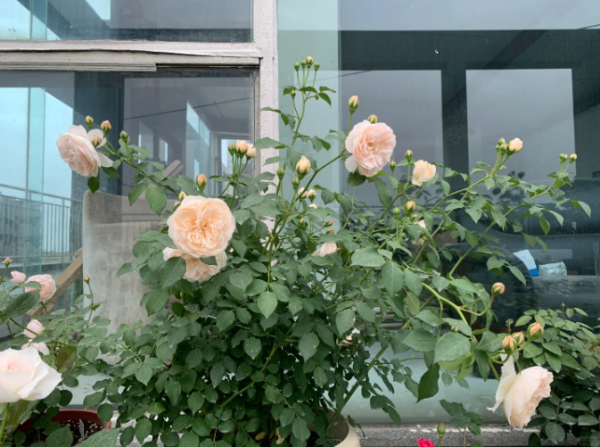 david austin lichfield angel rose丨Your roses