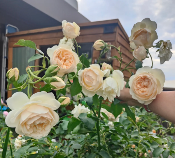 Lichfield Angel Rose 丨Your roses