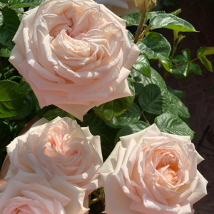 Madame Anisette Rose丨Your roses