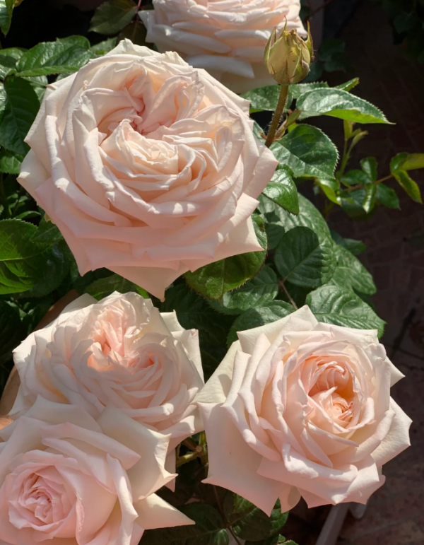 Madame Anisette Rose丨Your roses