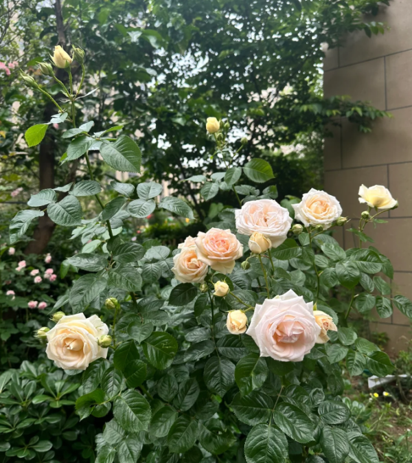 madame anisette rose kordes丨Your roses