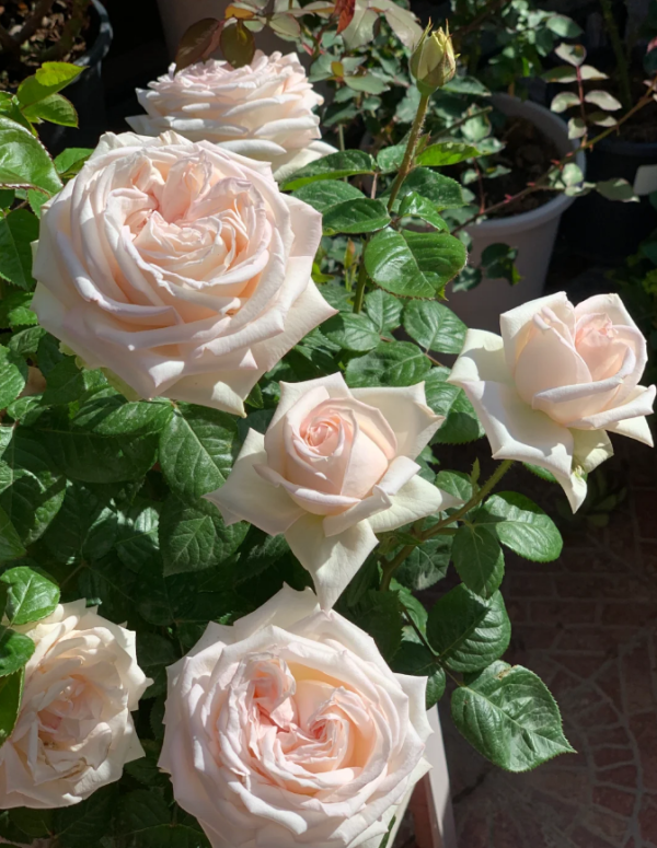 rose madame anisette丨Your roses