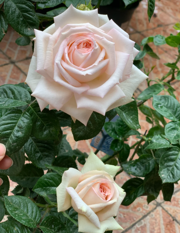 madame anisette rose uk丨Your roses