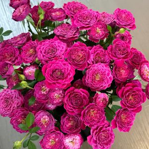 Marriotta Rose丨Your roses