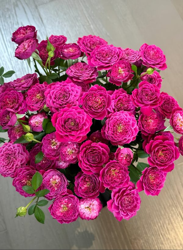 Marriotta Rose丨Your roses