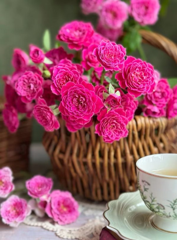 Marriotta Roses丨Your roses