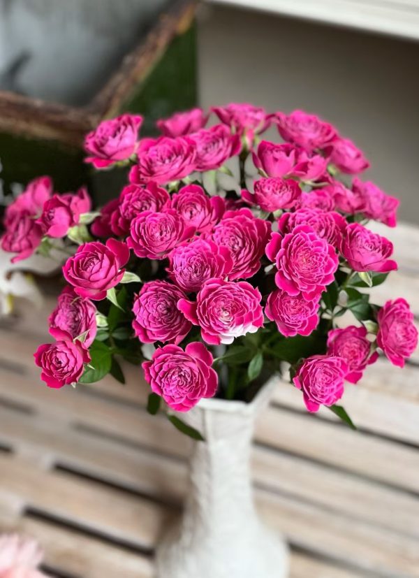 Marriotta Rose Plant 丨Your roses