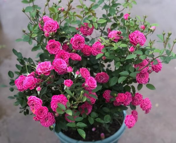 Marriotta Rose for sale丨Your roses