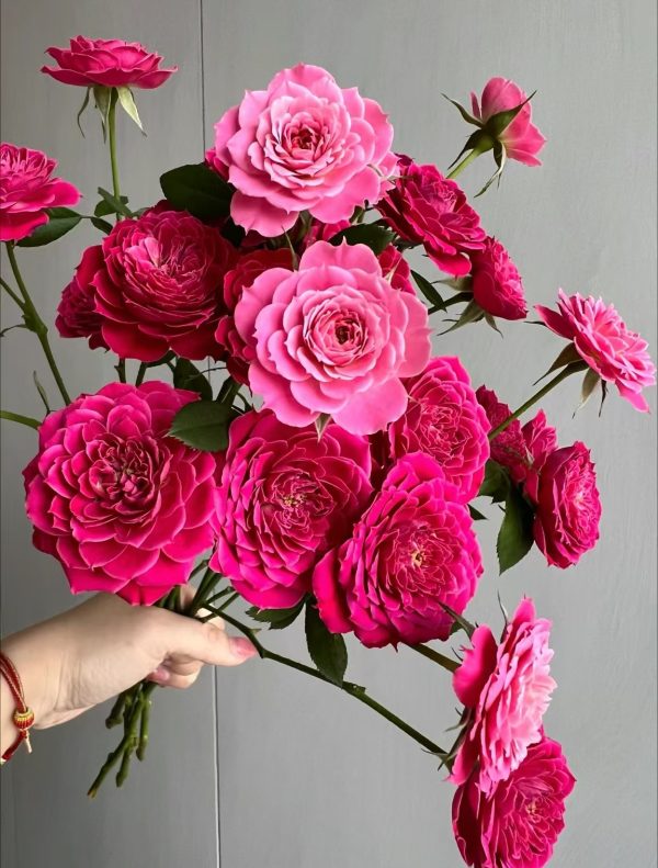 Marriotta Garden Rose丨Your roses