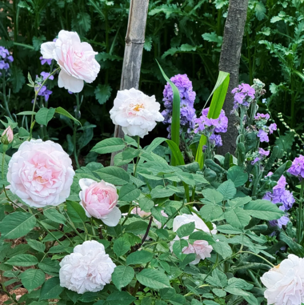 mme alfred carrière climbing rose丨Your roses