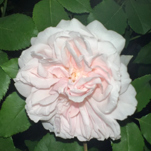 Mme Alfred Carrière Rose丨Your roses