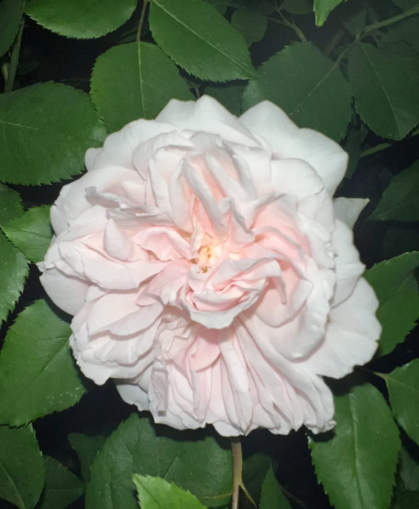 Mme Alfred Carrière Rose丨Your roses