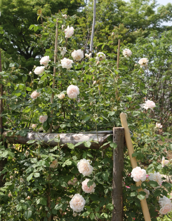Mme Alfred Carrière Rose for sale丨Your roses