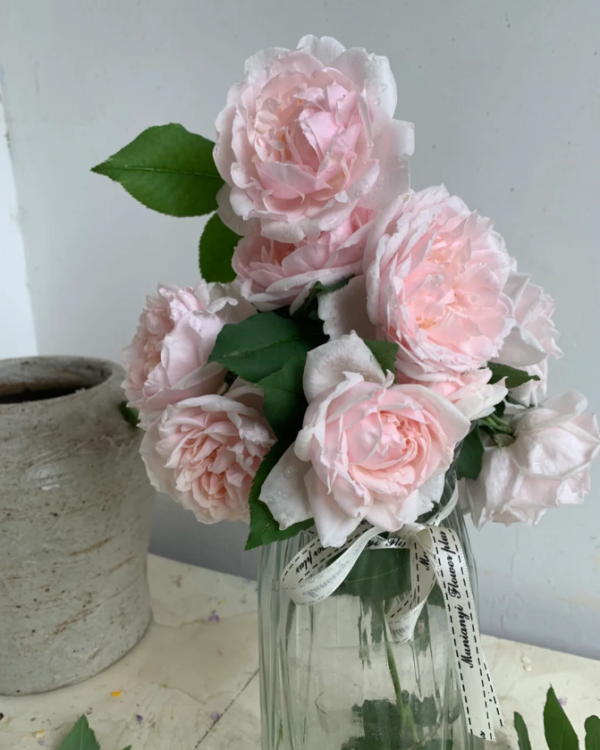 rose mme alfred carrière丨Your roses
