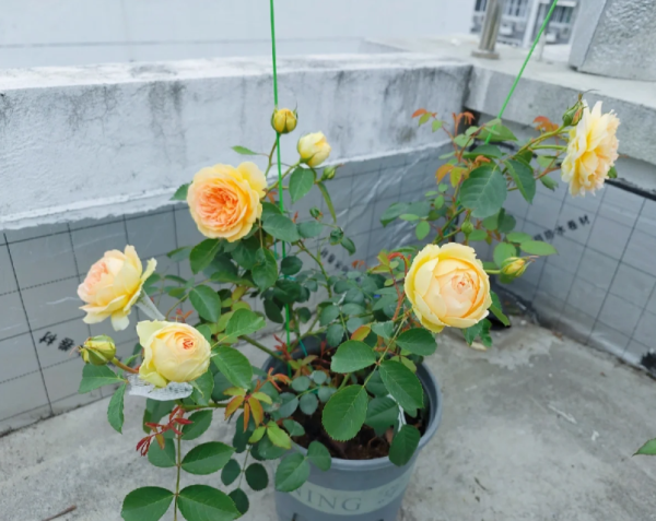 molineux roses丨Your roses