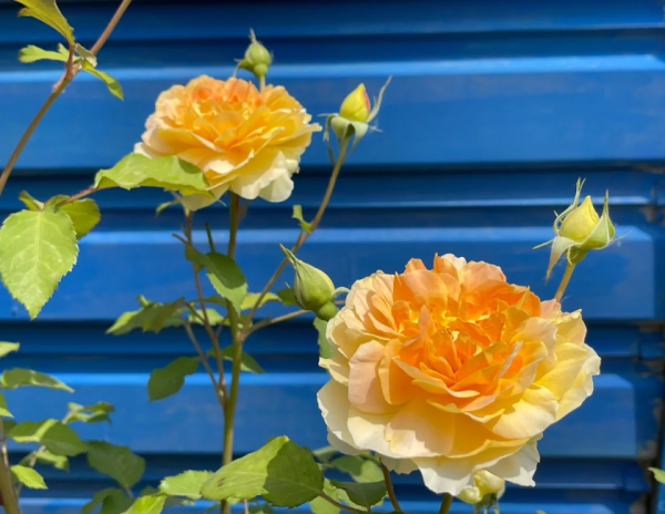 rosa molineux丨Your roses
