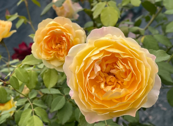 Molineux Rose丨Your roses