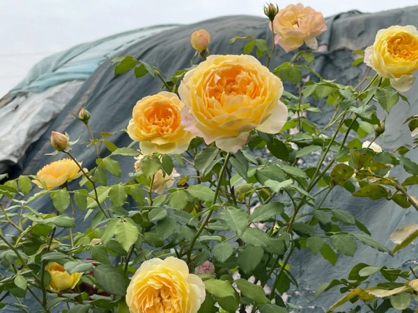 david austin molineux rose丨Your roses