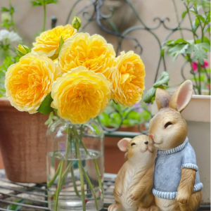 molineux rose for sale丨Your roses
