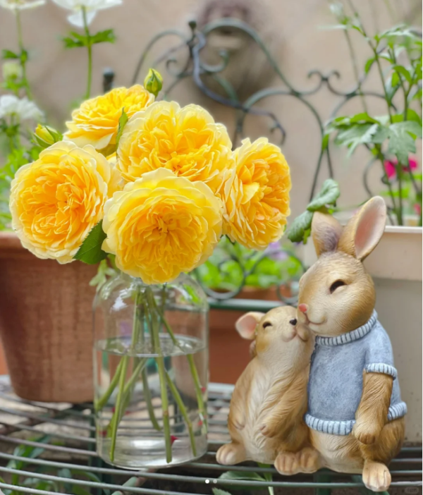 molineux rose for sale丨Your roses