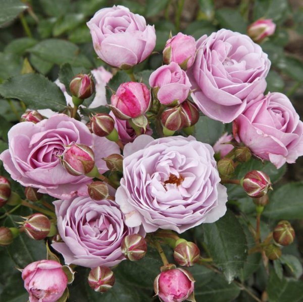 Nautica Rose Plant丨Your roses