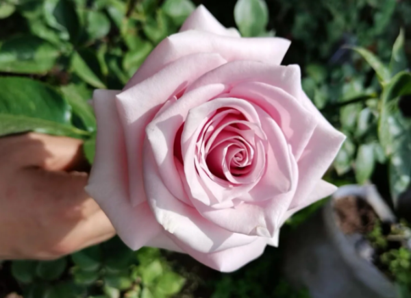 Nautica Rose for sale丨Your roses