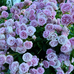 Nautica Rose丨Your roses