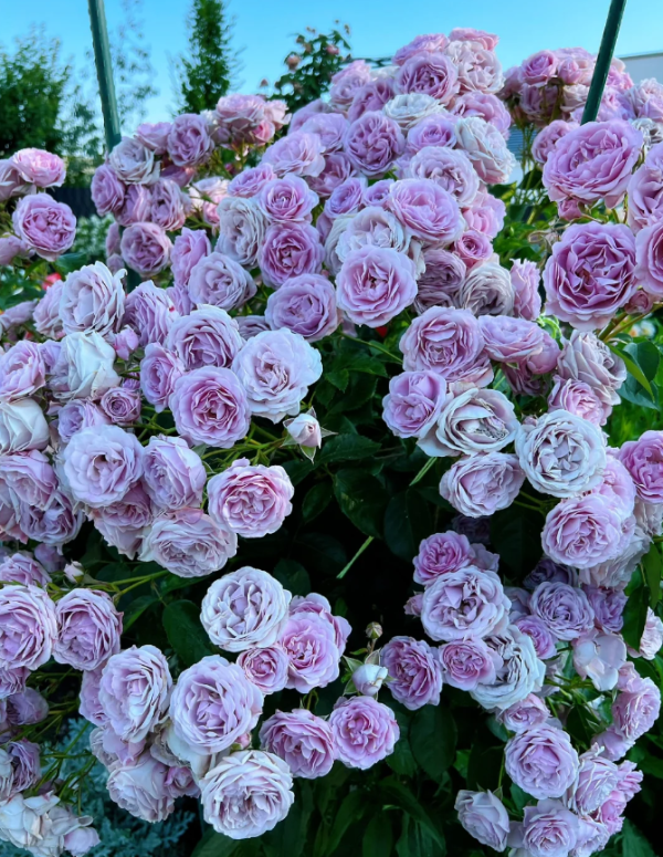 Nautica Rose丨Your roses