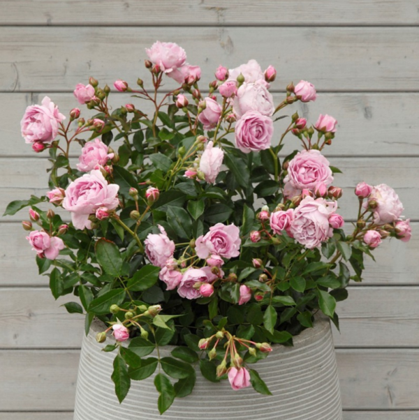 Nautica Roses丨Your roses