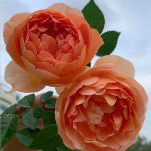 pat austin rose丨Your roses