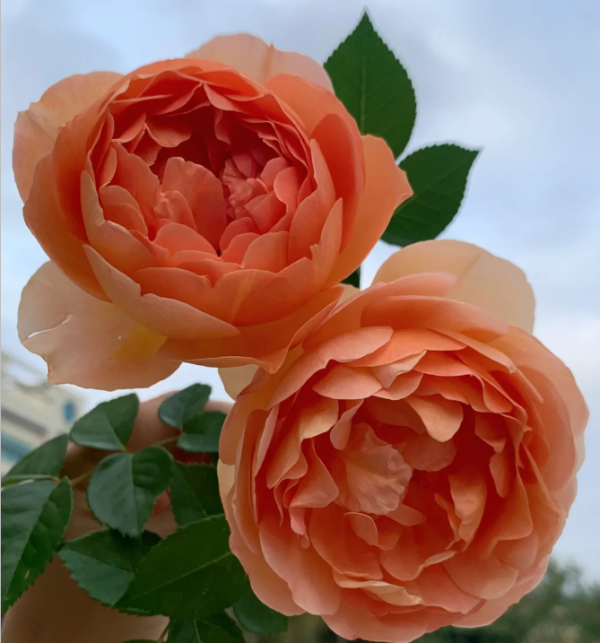 pat austin rose丨Your roses