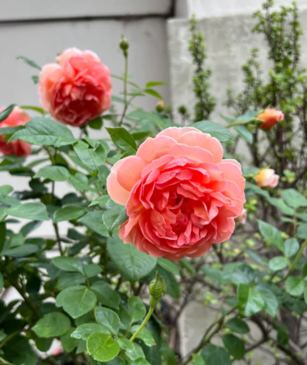 pat austin rose for sale丨Your roses