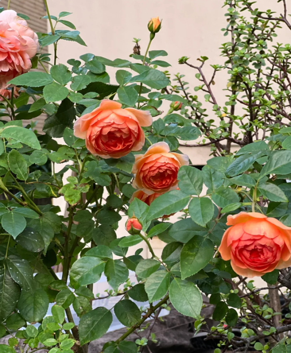 david austin rose plant丨Your roses