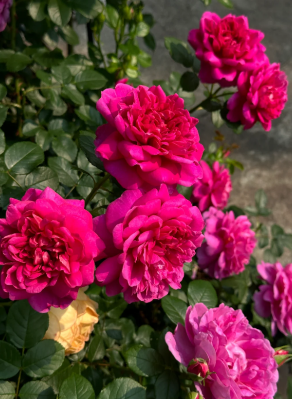 Princess Anne Rose - Image 2