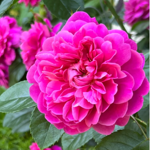 princess anne rose丨Your roses