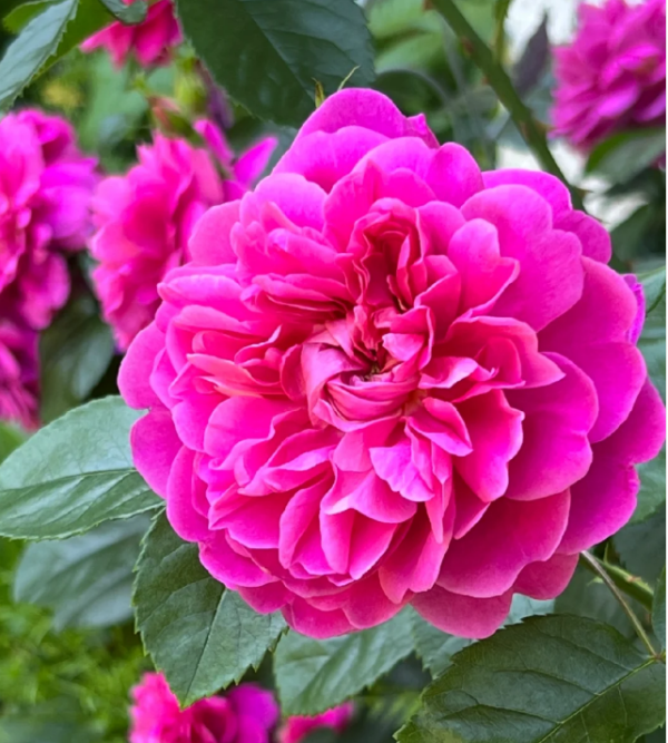 princess anne rose丨Your roses