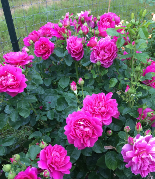 princess anne david austin rose